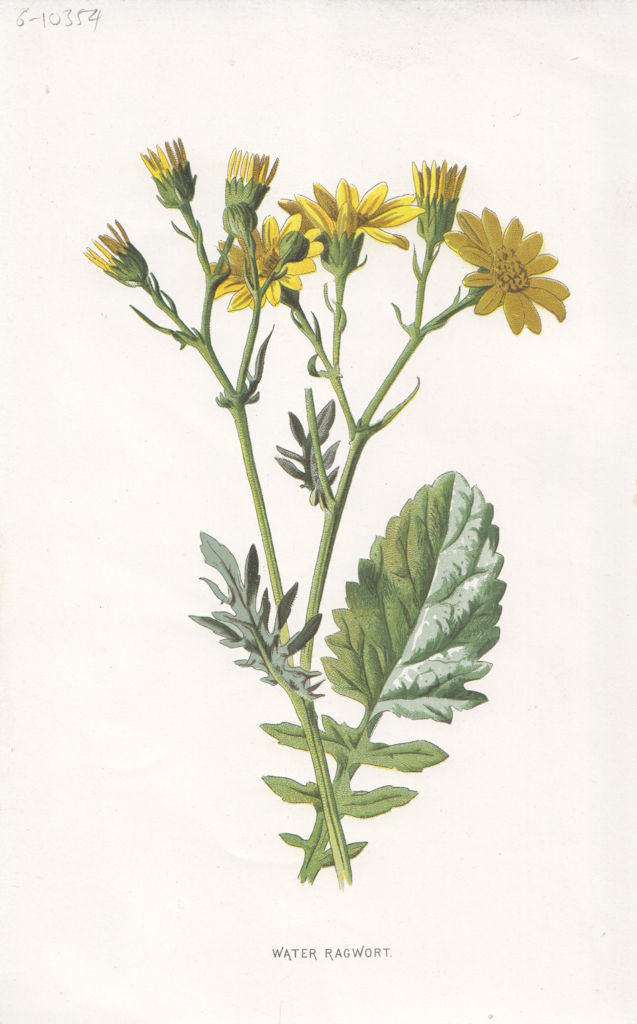 FLOWERS. Water-Ragwort c1895 old antique vintage print picture